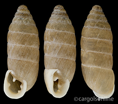 IMG_detallada/Jaminia quadridens.jpg